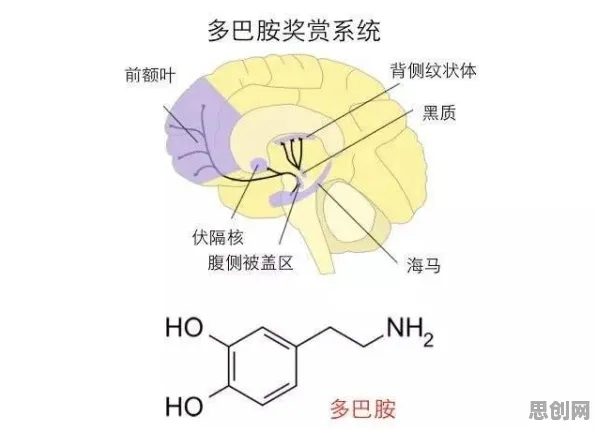 搞懂5个神经科学原理，才能真正理解多巴胺穿搭爆火