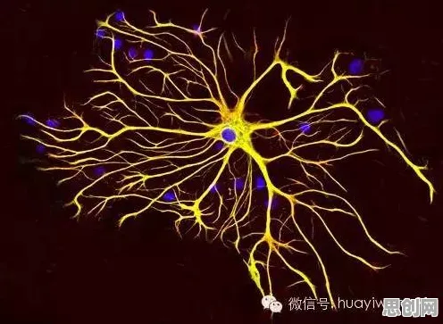 镜像神经元是什么？了解它才能看懂显眼包成为新潮流背后的逻辑