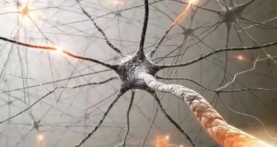 进化心理学中的镜像神经元，完美解释了越来越多人选择独居