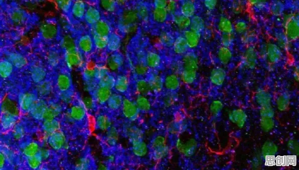 社交恐惧症越来越普遍怎么破？神经可塑性给出了科学答案