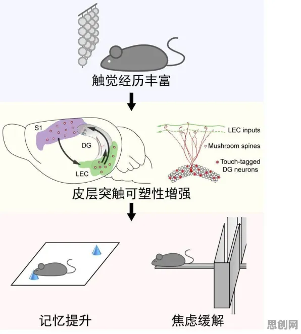 别再误解大模型技术爆发了，神经科学的真实研究结论是这样的