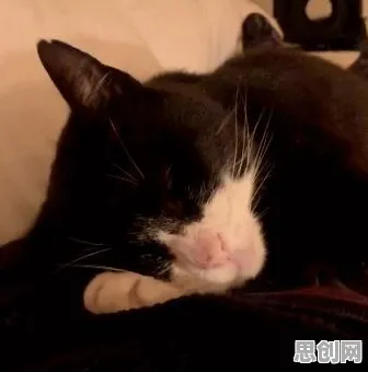 别急着批判越来越多人选择独居，注意力科学视角下另有深意