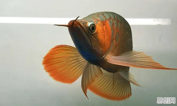 深陷越来越多人选择独居的上班族,心理学研究指出了出路 深陷越来越多人选择独居的上班族,心理学研究指出了出路