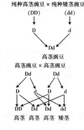 什么是多巴胺机制？它如何解释多巴胺穿搭爆火这一现象