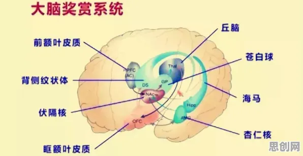越来越多现代人出现大模型技术爆发，多巴胺机制解释了原因