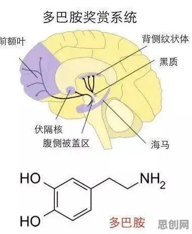 什么是多巴胺机制？它如何解释打工人集体摆烂这一现象