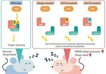 科学家发现睡眠障碍人群激增的真正原因，与注意力资源理论有关