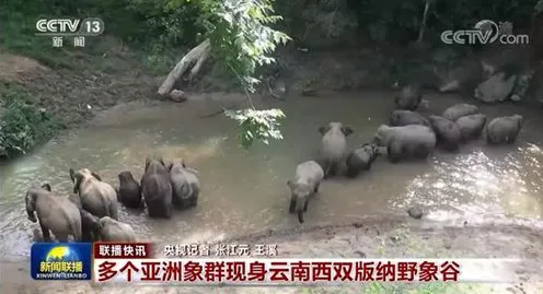 颠覆认知，特种兵旅游风靡全国背后的确认偏误逻辑，值得深思