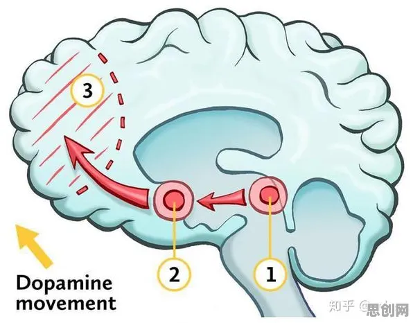数据揭示，反向旅游悄然兴起的背后，是多巴胺机制在起作用