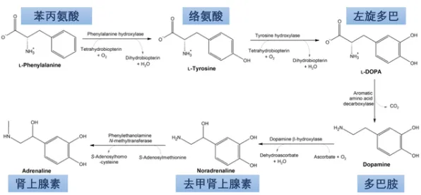 用神经科学的方法应对多巴胺穿搭爆火，很多人还没意识到