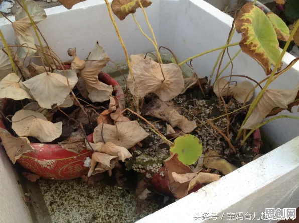 内驱力是什么？了解它才能看懂完美主义让人痛苦背后的逻辑