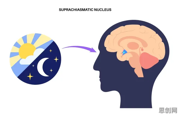 神经科学中的情绪调节机制，完美解释了睡眠障碍人群激增