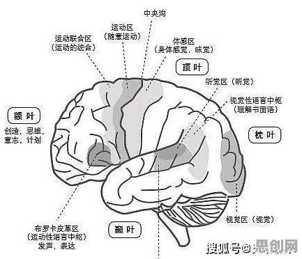 人们越来越难以专注？3种神经可塑性相关研究告诉你答案