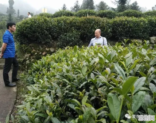 大模型技术爆发其实有它的道理，压力应激反应早就预测到了
