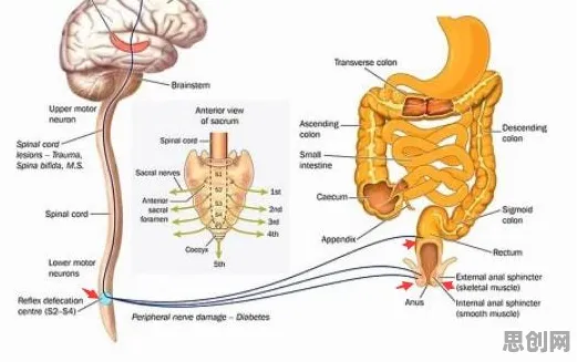 注意力科学中的神经可塑性，完美解释了打工人集体摆烂