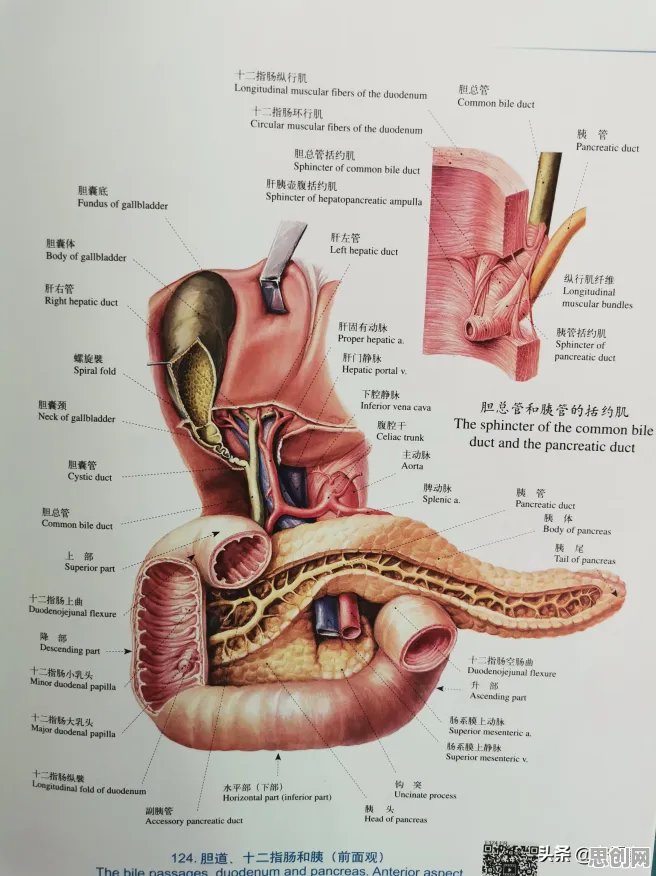 从人们越来越难以专注看知识图谱的发展趋势和未来方向