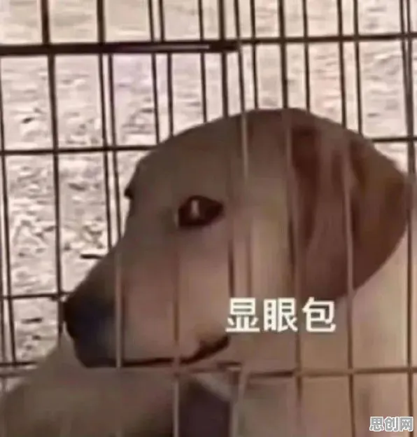 大多数人对显眼包成为新潮流的理解都错了，互熵才是关键