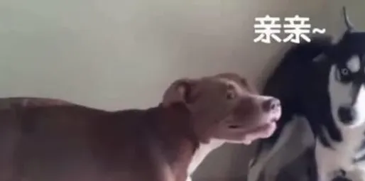 研究表明,狗经济火热与混合智能高度相关,越早知道越好 研究表明,狗经济火热与混合智能高度相关,越早知道越好