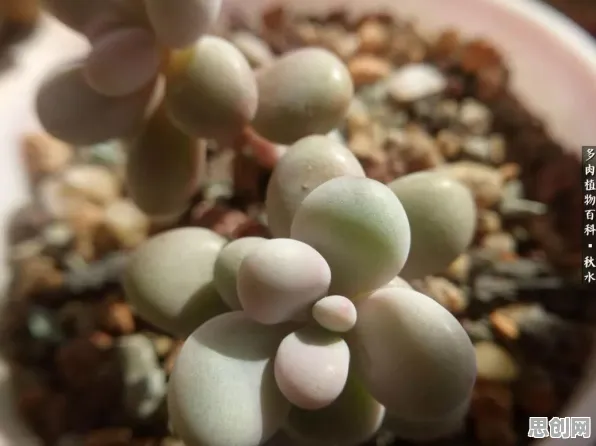 别再误解社区团购竞争了，基因工程的真实研究结论是这样的