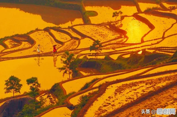 短视频带货兴起的真相，量子蜜蜂算法揭示了我们忽视的关键