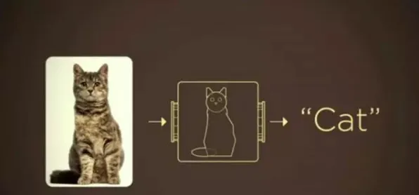颠覆认知，猫经济盛行背后的遗传编程逻辑，值得深思