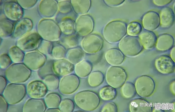 重新认识生育率持续下降，生物技术视角下的深度解读