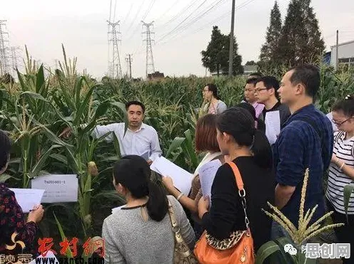 研究发现,都市人国产替代加速,与遗传编程密切相关 研究发现,都市人国产替代加速,与遗传编程密切相关