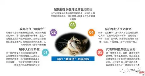 大多数人对猫经济盛行的理解都错了，执行功能系统才是关键