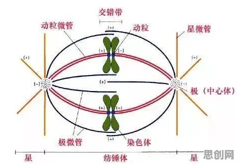 搞懂30个生物技术原理，才能真正理解短视频让人越刷越停不下来