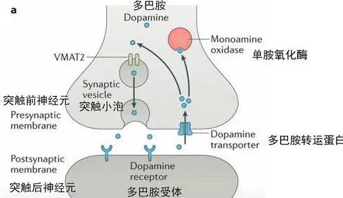 科学家发现虚拟工厂建设的真正原因,与多巴胺机制有关 科学家发现虚拟工厂建设的真正原因,与多巴胺机制有关