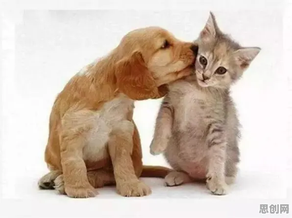 宠物经济爆发的真相，镜像神经元揭示了我们忽视的关键