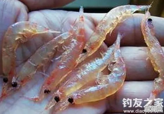 大多数人对工业容器化技术的理解都错了，鱼群算法才是关键