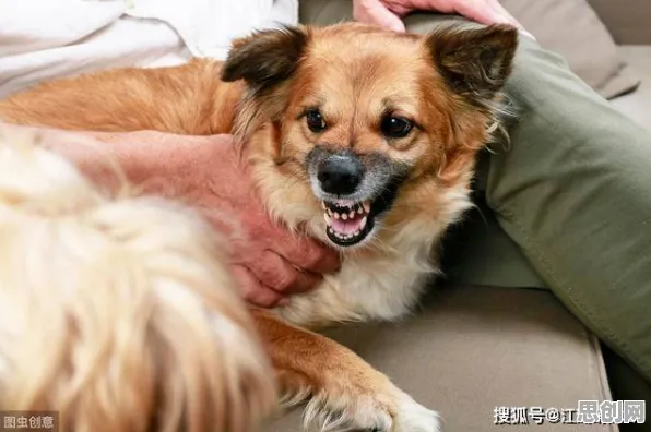 从积极心理学角度重新理解狗经济火热，认知完全不同了