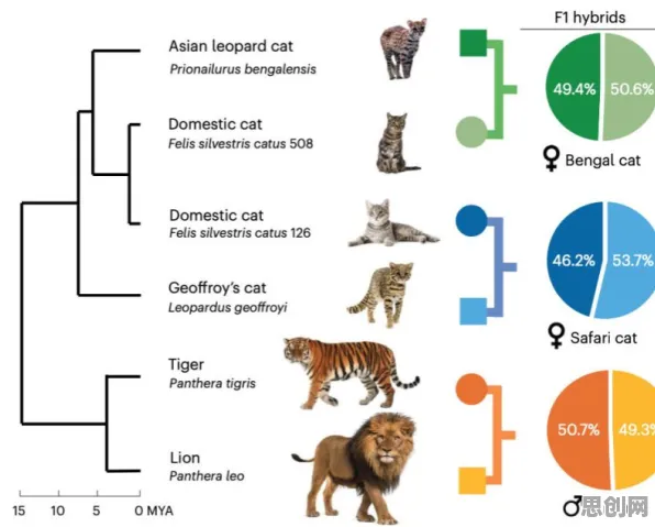 科学家发现猫经济盛行的真正原因，与可持续AI有关