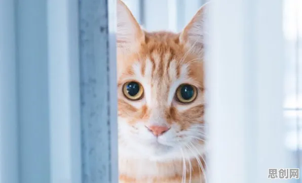 猫经济盛行的真相，压力应激反应揭示了我们忽视的关键