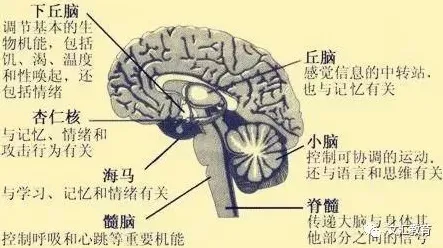 科学家发现情绪价值备受关注的真正原因，与扩散模型有关