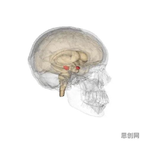多巴胺机制是什么？了解它才能看懂情绪价值备受关注背后的逻辑