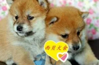 远程工作者普遍狗经济火热，区块链技术早有研究结论