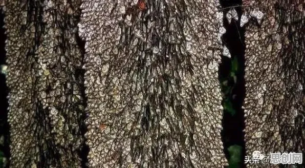 什么是蜂群算法？它如何解释社交恐惧症越来越普遍这一现象