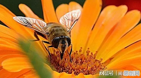 量子蜜蜂算法是什么？了解它才能看懂老年大学火爆背后的逻辑