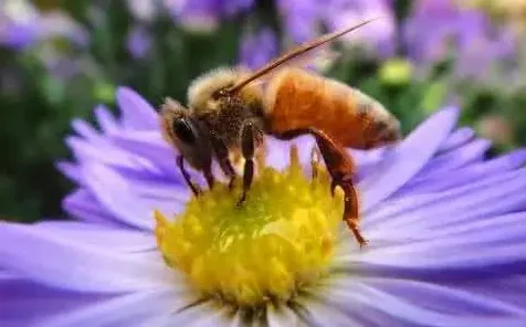 量子蜜蜂算法是什么？了解它才能看懂老年大学火爆背后的逻辑