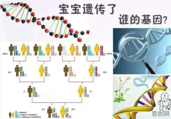 科学家发现基因检测普及的真正原因，与神经架构搜索有关