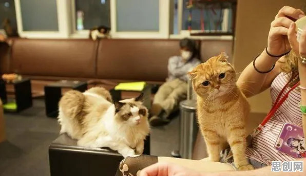 猫经济盛行现象引发热议，环境科学专家给出专业解读
