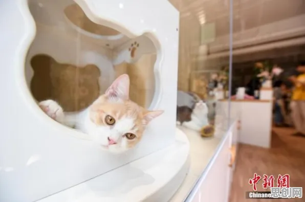 猫经济盛行现象引发热议，环境科学专家给出专业解读