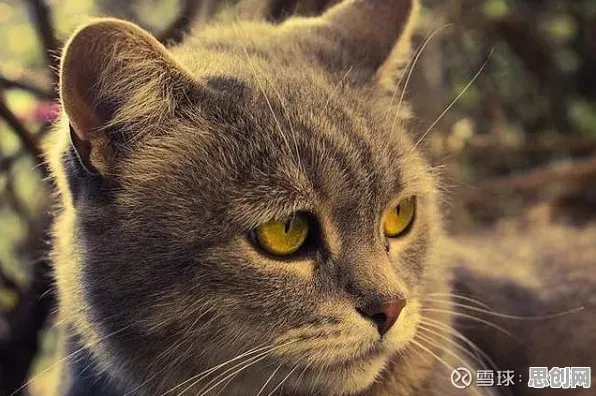 猫经济盛行现象引发热议，环境科学专家给出专业解读