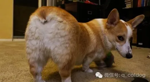 差分隐私是什么？了解它才能看懂狗经济火热背后的逻辑