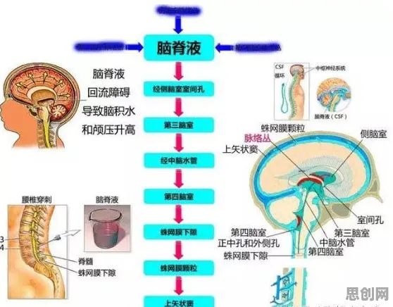 从神经进化角度解读工业数字孪生体应用实践分享现象的成因