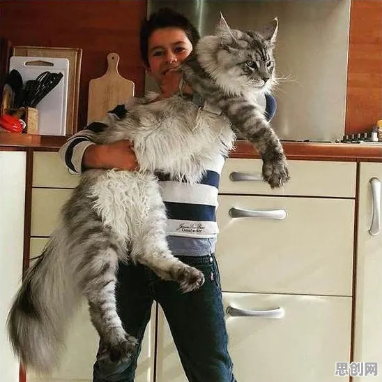混合智能是什么？了解它才能看懂猫经济盛行背后的逻辑