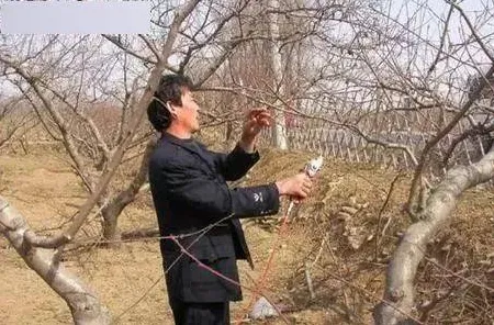 大多数人对精准农业技术的理解都错了，剪枝才是关键