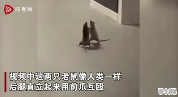 猫和老鼠手游，吃鸡新赛季来袭，安卓iOS双端畅玩，单机休闲治愈新体验，打造专属角色开启奇妙冒险